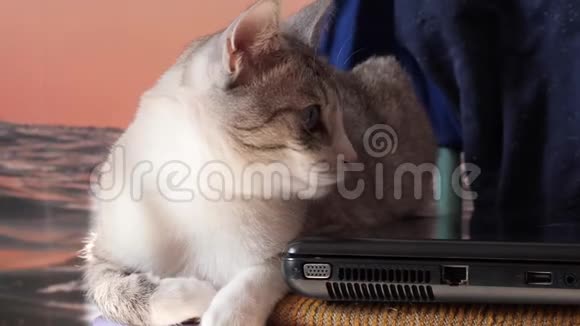 带条纹的白猫肖像视频的预览图