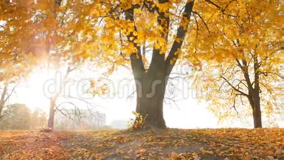 阳光透过树木照射美丽的秋天公园相机在运动视频的预览图