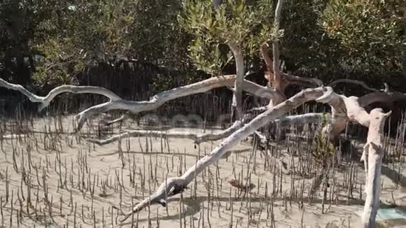 浮在红树林的塑料垃圾含塑料垃圾的盐水污染环境污染视频的预览图