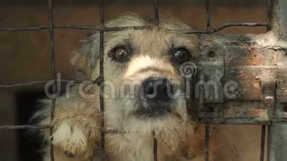 快乐狗在笼子里视频的预览图