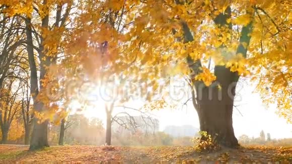 秋天公园里阳光明媚黄色的树木有摇摇欲坠的叶子慢动作视频的预览图