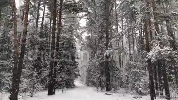 森林里美丽蓬松的雪视频的预览图