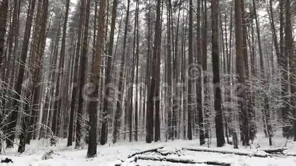 冬天森林里的一排松树视频的预览图