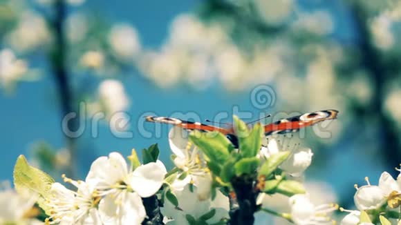 春天的蝴蝶和开花的树视频的预览图