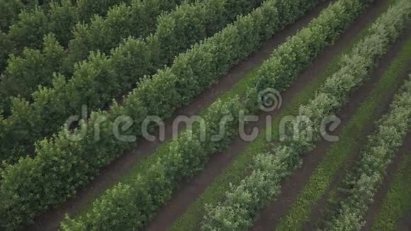 无人驾驶飞机在阴天飞过苹果园视频的预览图