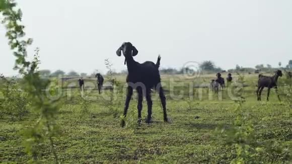 一只好奇的小山羊在农村背景的绿色田野上摆着近在户外的姿势一群黑牛在户外放牧视频的预览图