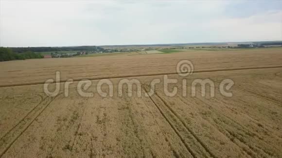 空中飞过黄粒麦田准备收割农业景观视频的预览图