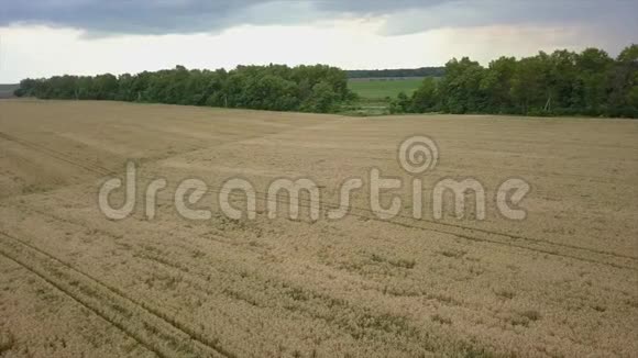 空中飞过黄粒麦田准备收割农业景观视频的预览图