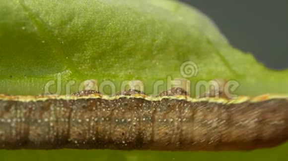 大毛虫在模糊的背景下在绿色的树叶上移动视频的预览图