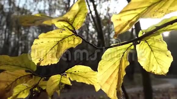一片阳光明媚的秋林有黄叶太阳耀斑和慢镜头视频的预览图