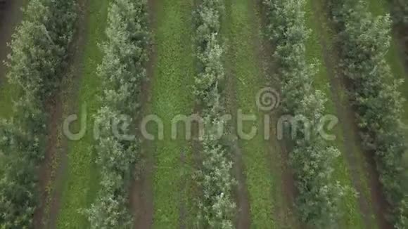 无人驾驶飞机在阴天飞过苹果园吲哚苹果园视频的预览图