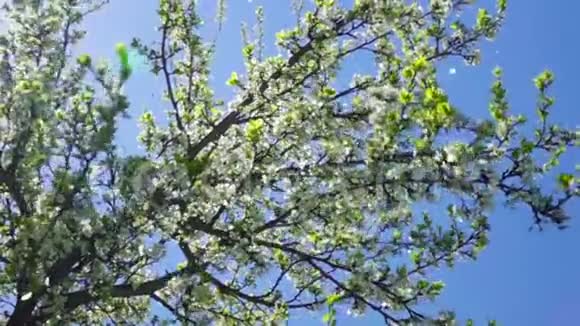 大黄蜂在一棵盛开的树上飞翔慢动作视频的预览图