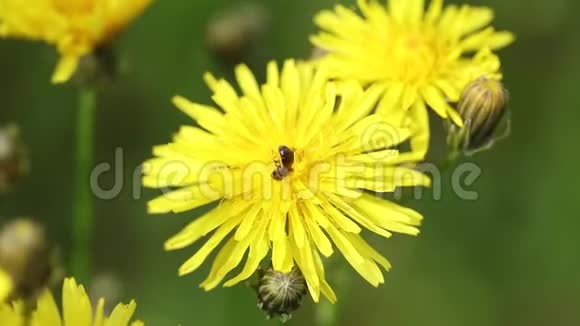 蜜蜂家族的小昆虫从花中收集花粉视频的预览图