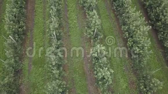 无人驾驶飞机在阴天飞过苹果园吲哚苹果园视频的预览图