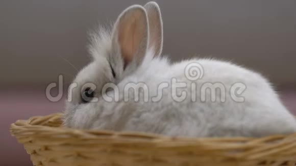 可爱的毛茸茸的兔子在篮子里吃宠物作为生日礼物收养视频的预览图