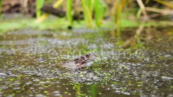 一只青蛙在一个有青蛙小鹿的池塘里眨眼视频的预览图