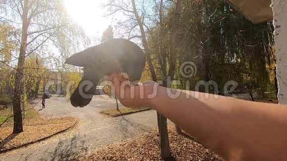 在阳光明媚的秋日女孩用手喂灰鸽视频的预览图