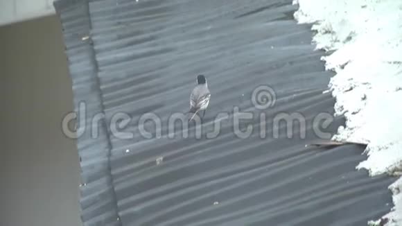 筑巢用的捕鸟材料视频的预览图