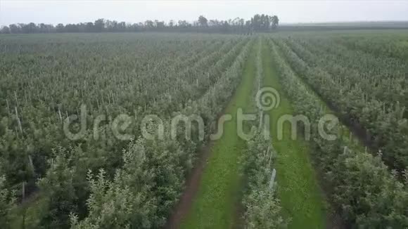 无人驾驶飞机在阴天飞过苹果园视频的预览图