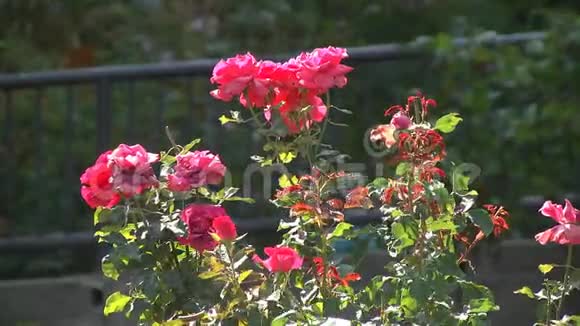 花园里生长着一束红玫瑰红玫瑰在夏天的花园里盛开视频的预览图
