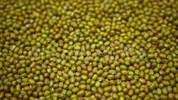 青绿绿豆或克豆麻生植物豆类为健康营养超级食品印度菜视频的预览图