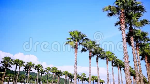 高高美丽的棕榈树在蓝天的映衬下大自然夏天视频的预览图