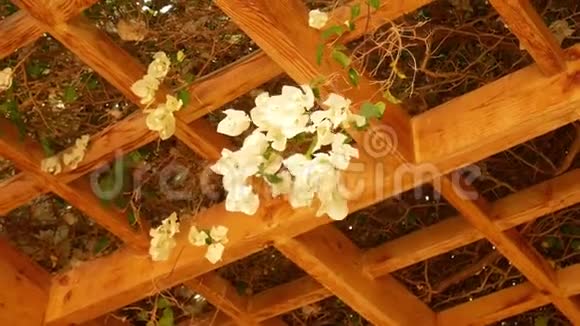 木制天花板下的白色花朵视频的预览图