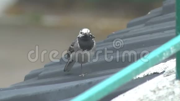 筑巢用的捕鸟材料视频的预览图