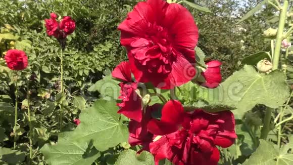 玛尔瓦特里红花视频的预览图