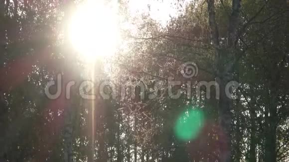 在夏天的森林里放大和淘白桦树晨光中的桦树林与阳光阳光普照视频的预览图