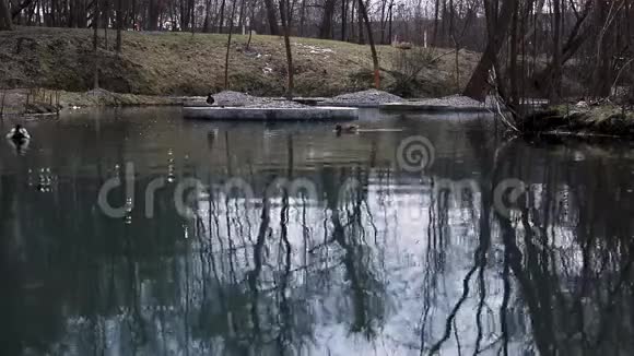 春天安静平静的公园鸭子游泳视频的预览图