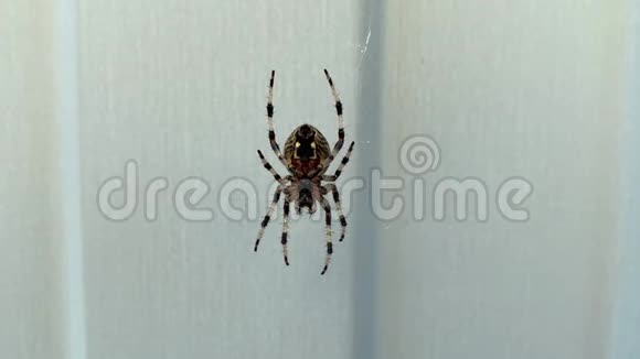一只大蜘蛛坐在蜘蛛网上移动和逃跑蜘蛛恐惧症的概念视频的预览图