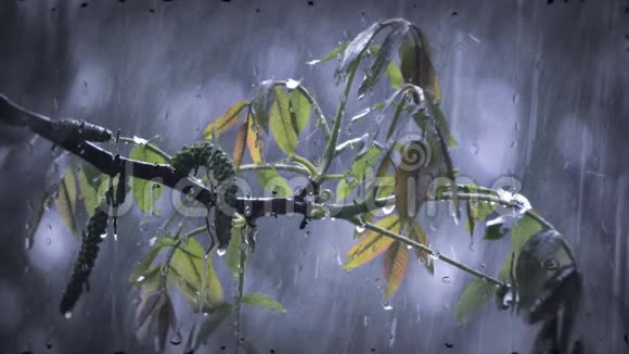 大雨阵雨大雨倾盆大雨倾盆视频的预览图
