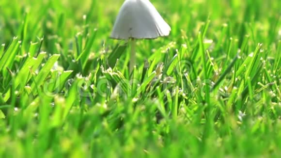 绿草中的白木耳慢动作视频的预览图