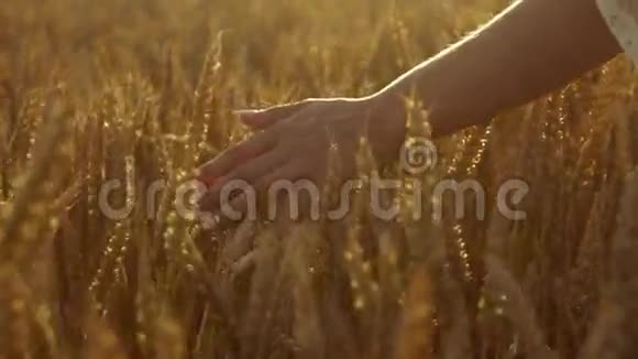 精致的女人她的手穿过金色的小麦夕阳照亮了风景视频的预览图