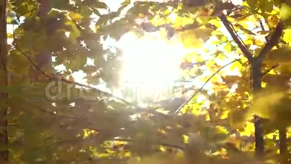 秋天的森林里一片片黄叶阳光灿烂4K视频视频的预览图