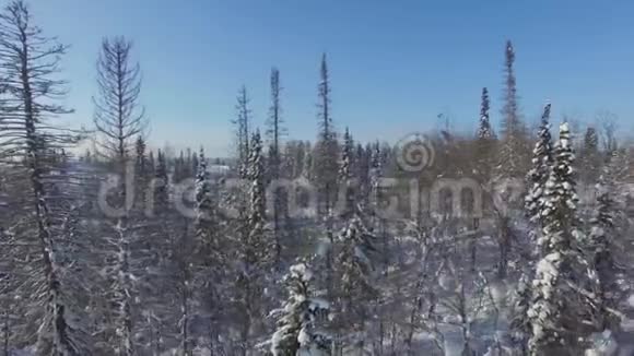 冬天在树上飞过视频的预览图