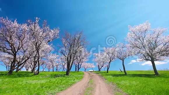 春天的风景开花的树视频的预览图