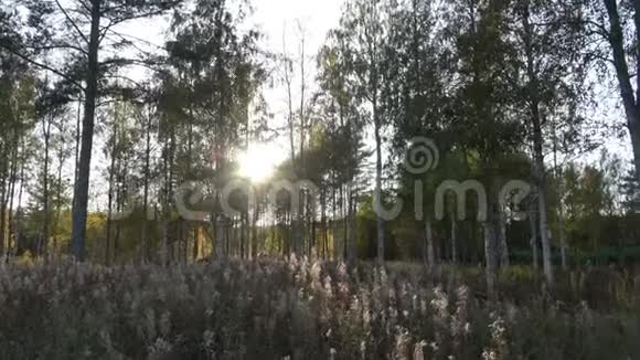 放大到夏季森林中的白桦树晨光中的桦树林与阳光阳光透过树梢照耀视频的预览图