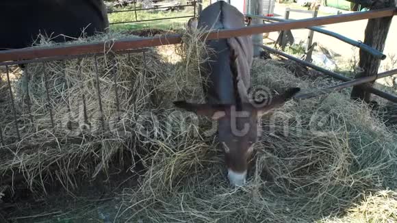 驴子在农场的马槽里吃草视频的预览图