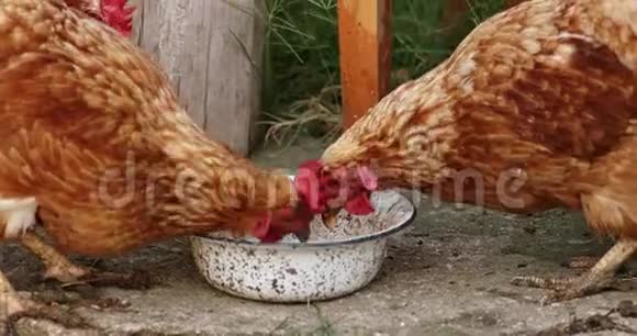 从碗里吃的母鸡视频的预览图