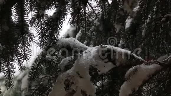 云杉上的雪视频的预览图