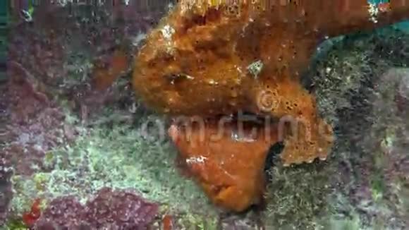 红鱼角鱼猎礁视频的预览图