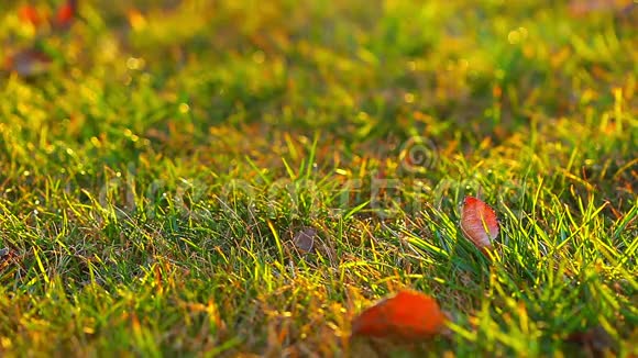 秋天的叶子在绿草中时光流逝视频的预览图