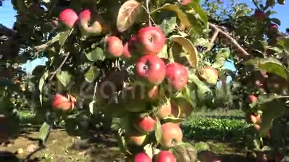多汁的新鲜苹果水果挂在树枝上秋天的苹果收成4K视频的预览图