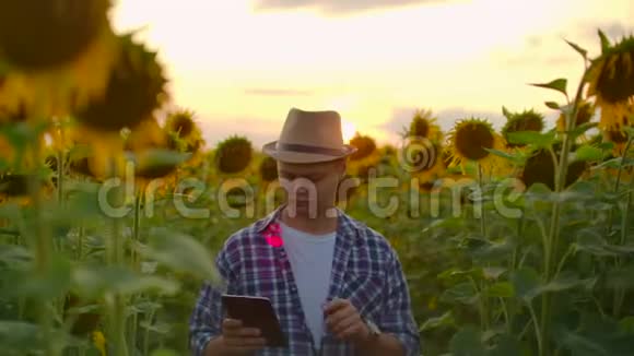 夏天晚上农夫在田里用向日葵在ipad上工作视频的预览图