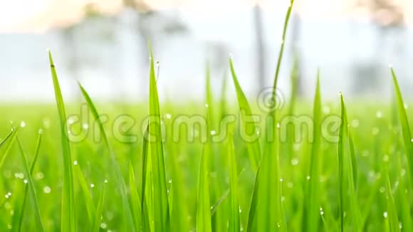 亚洲水稻稻田越南绿色农场收获农业种植种植有机农家金绿色水稻梯田视频的预览图