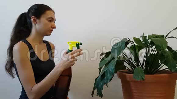 女家庭主妇帕芬从一个喷雾瓶水到茂盛的花家庭植物护理视频的预览图