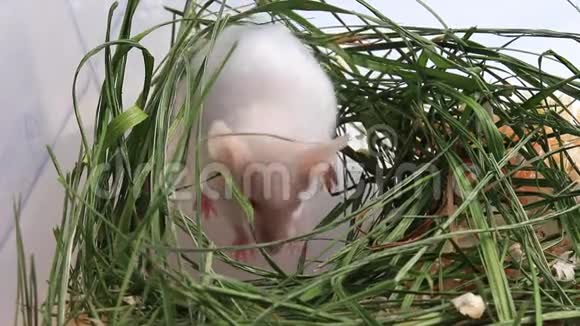 白色白化实验室老鼠坐在绿色干燥的草地上干草用爪子清洗它的麝香和鼻子可爱的小鱼视频的预览图