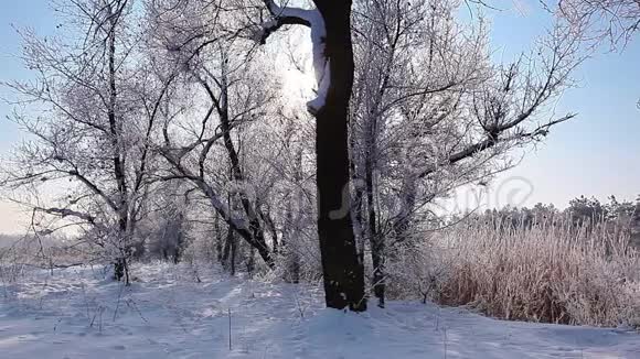 冬天公园里下雪树木被雪覆盖动作缓慢视频的预览图